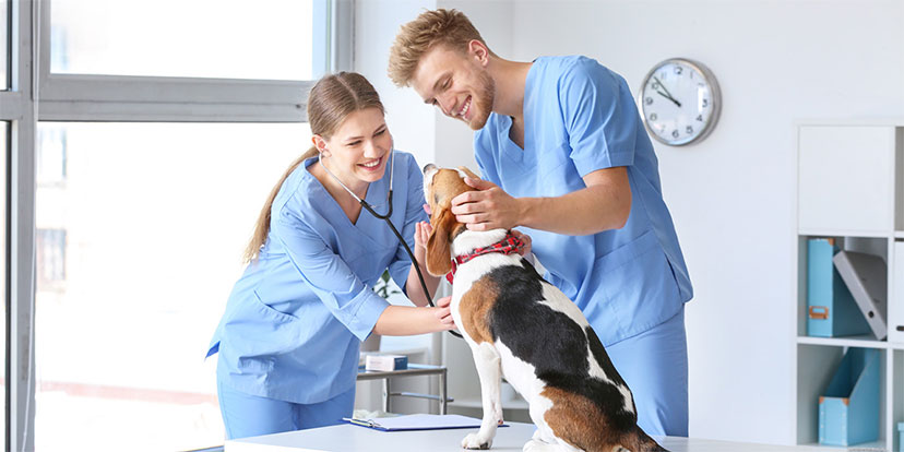 Banner for the Online Veterinary Assistant Training